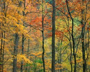 Fall leaves in the trees near Pigeon Forge.