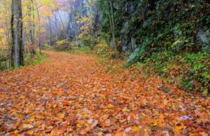 trail in the smoky mountains with fall leaves